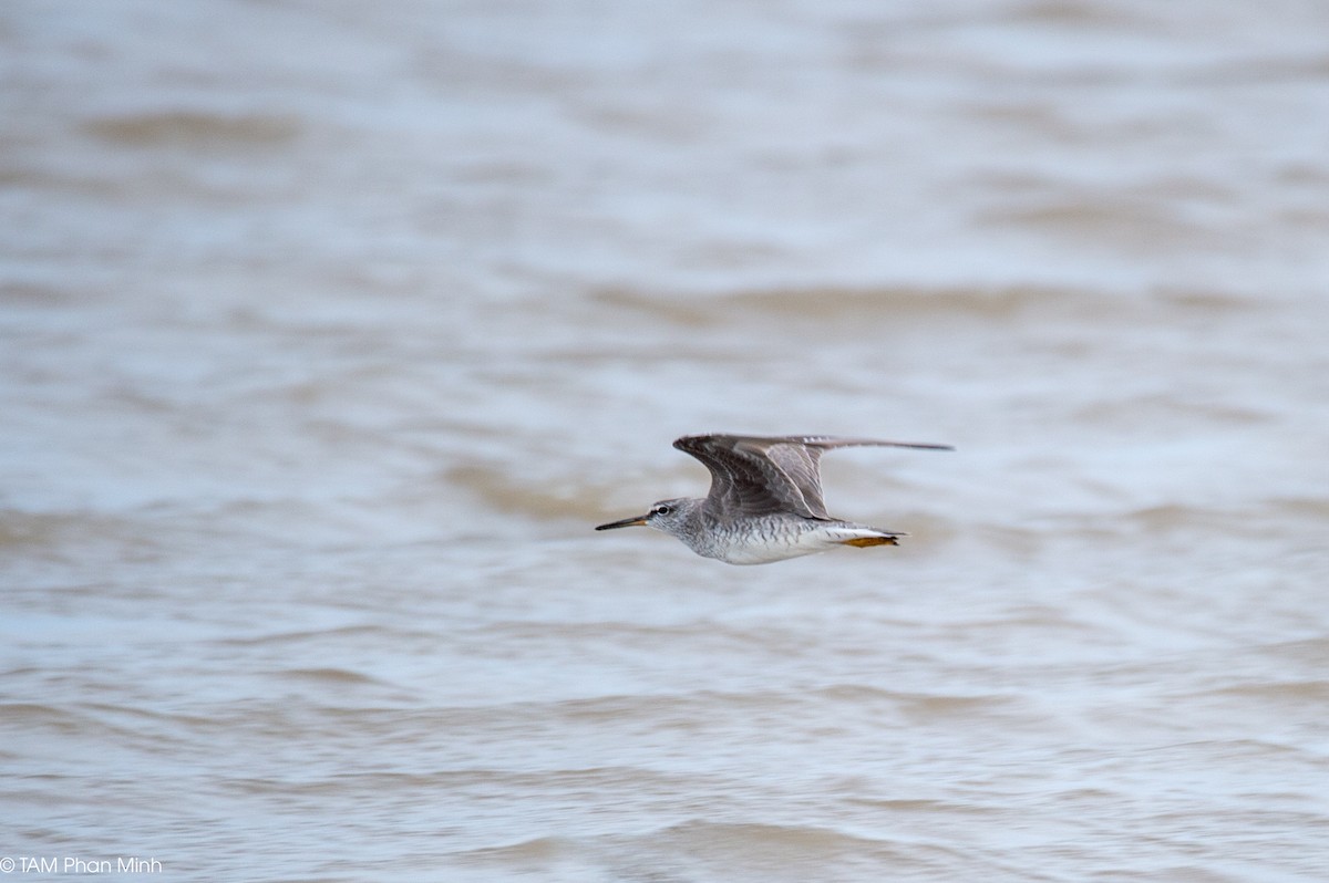 Gray-tailed Tattler - ML645097380