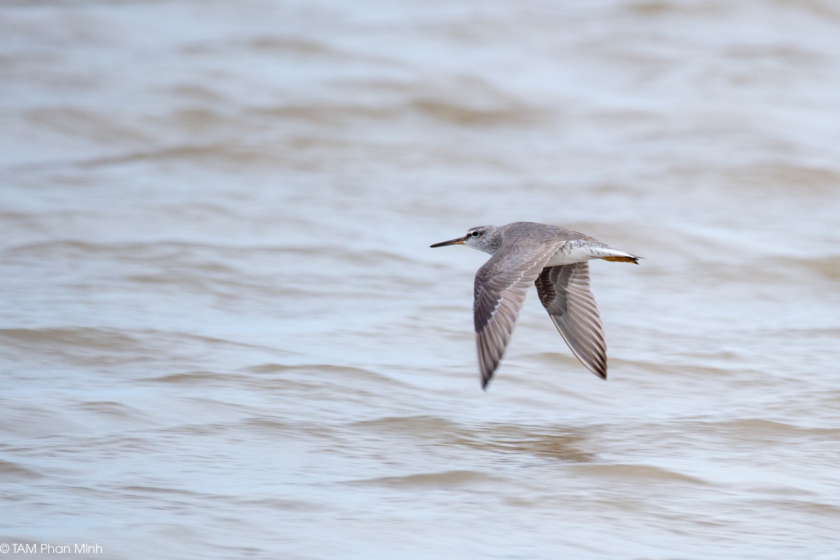 Gray-tailed Tattler - ML645097381