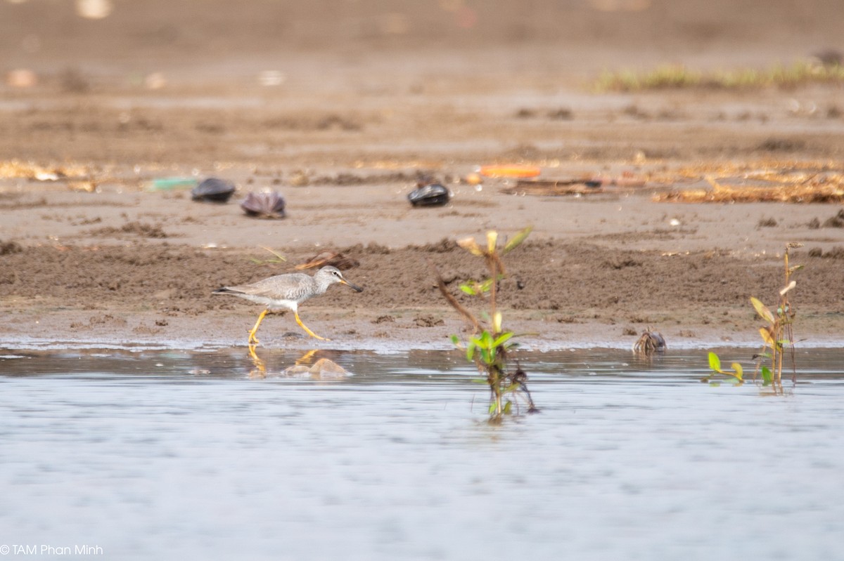 Gray-tailed Tattler - ML645097382