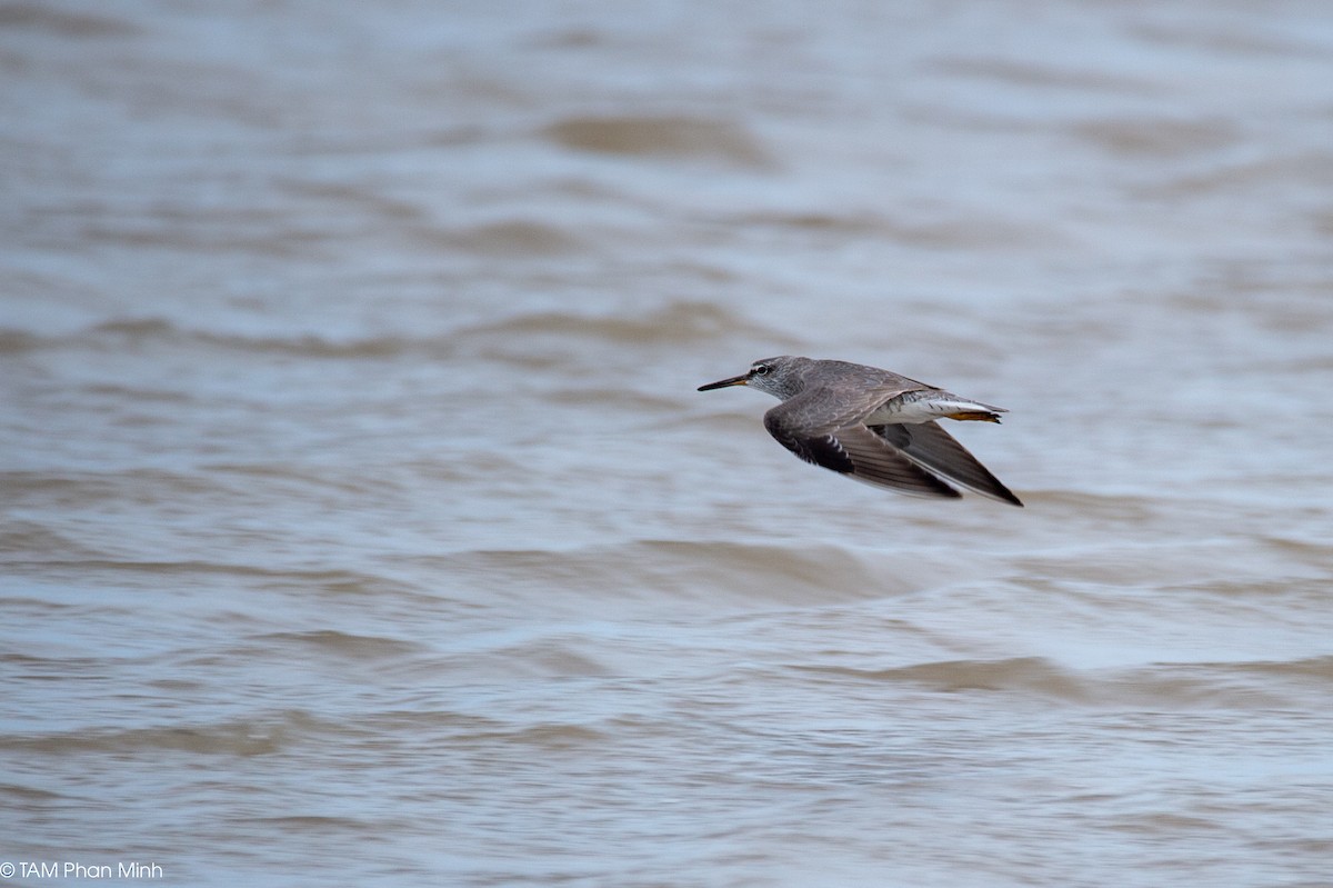 Gray-tailed Tattler - ML645097383