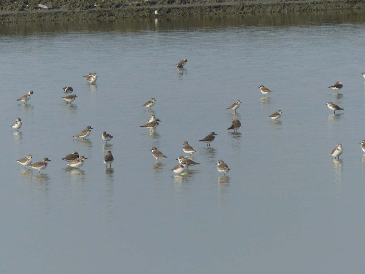 Tibet Cılıbıtı - ML645097384