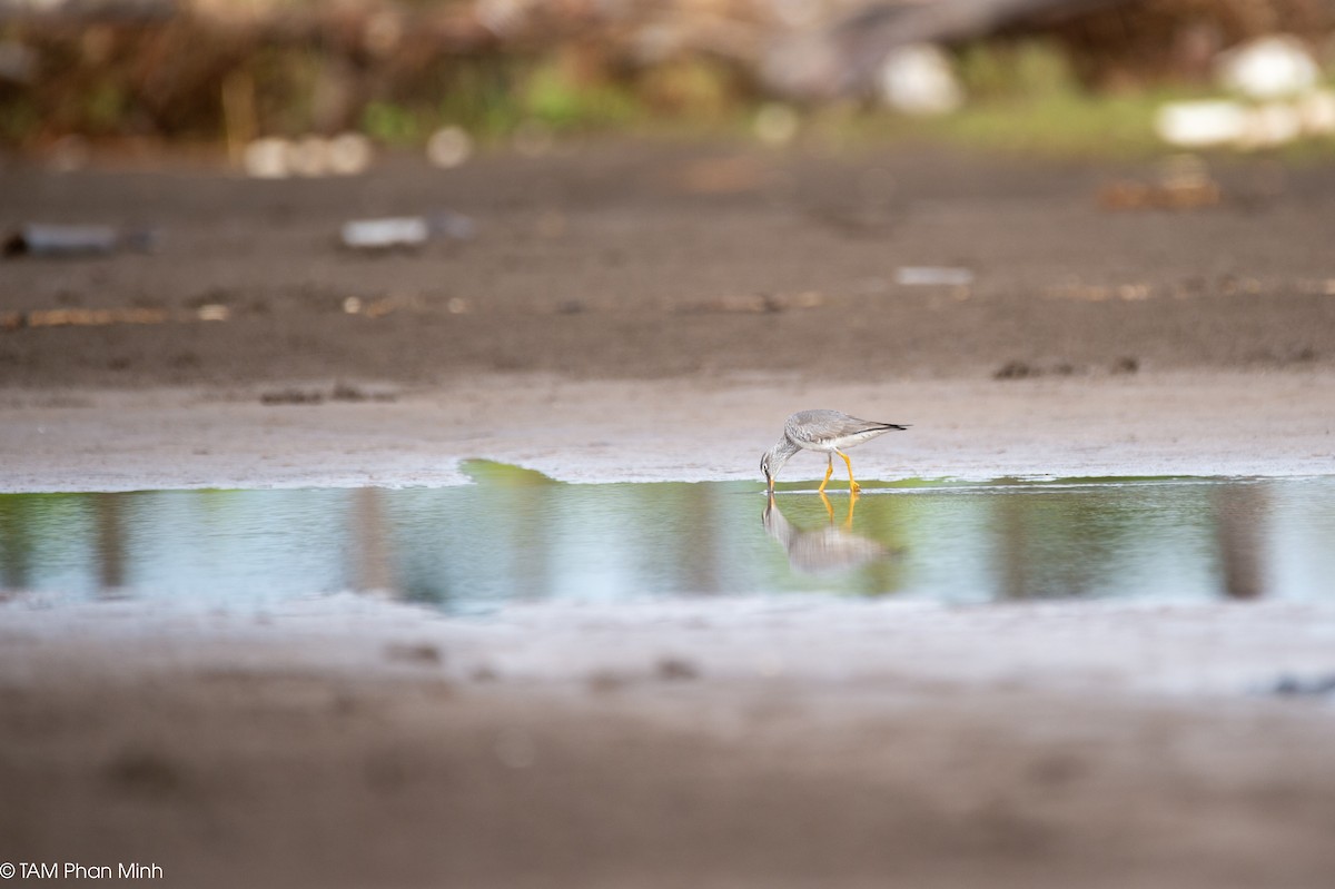 Gray-tailed Tattler - ML645097385