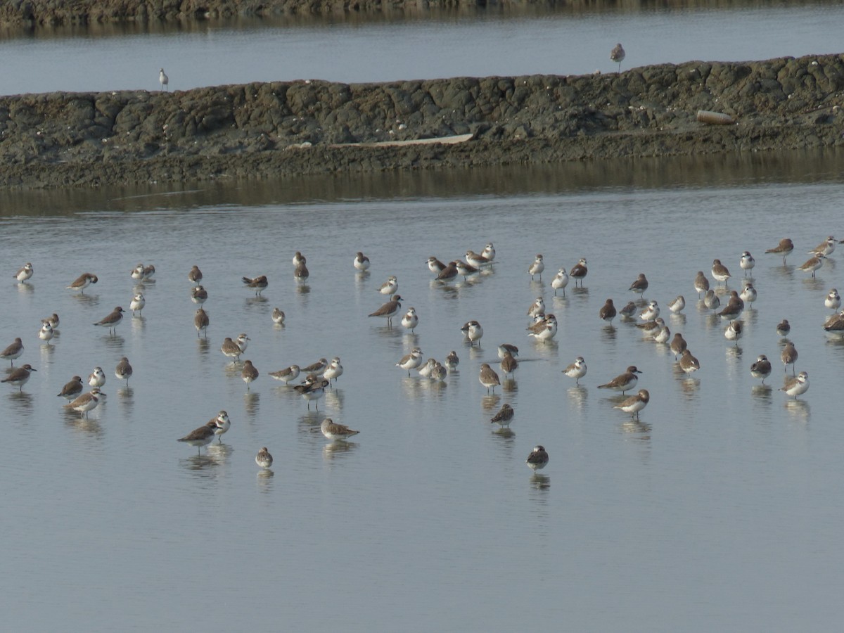 Tibet Cılıbıtı - ML645097390