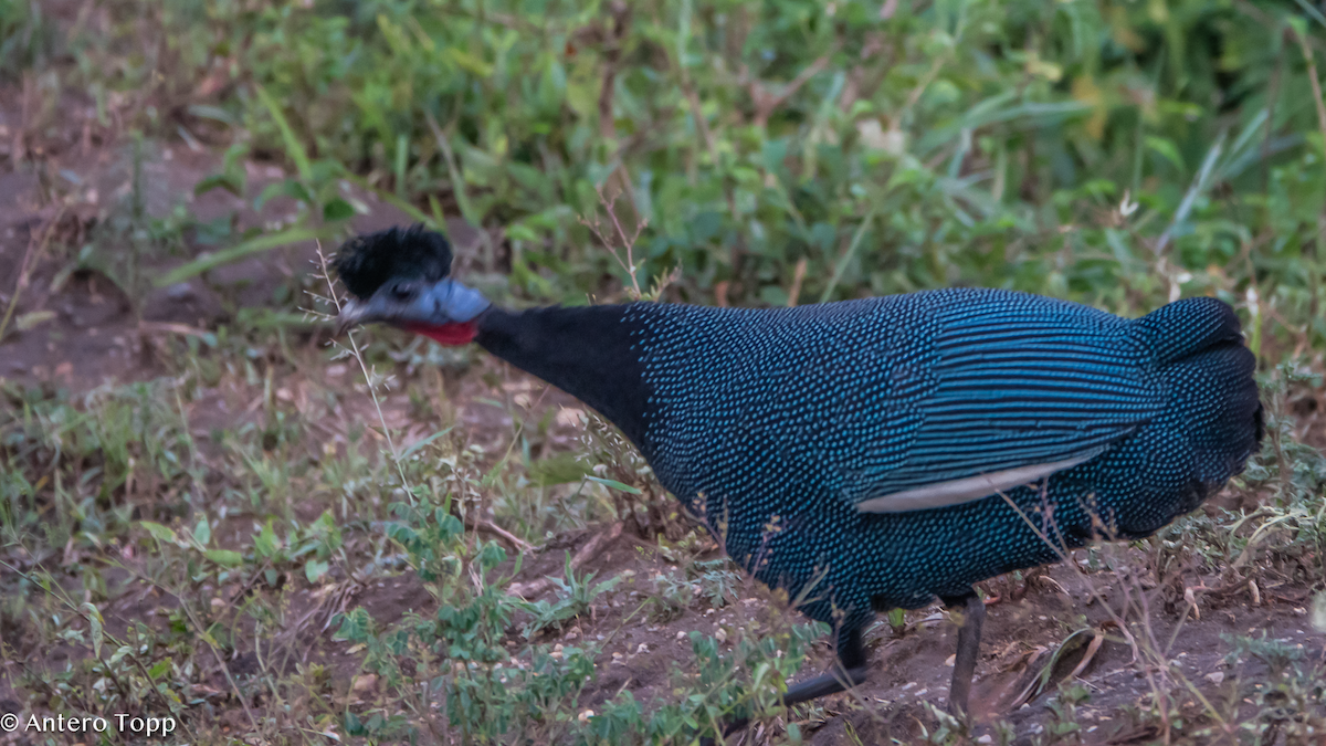 Western Crested Guineafowl - ML645097408