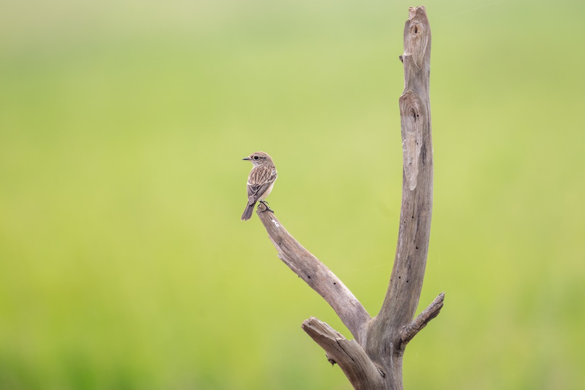 bramborníček sibiřský - ML645097420