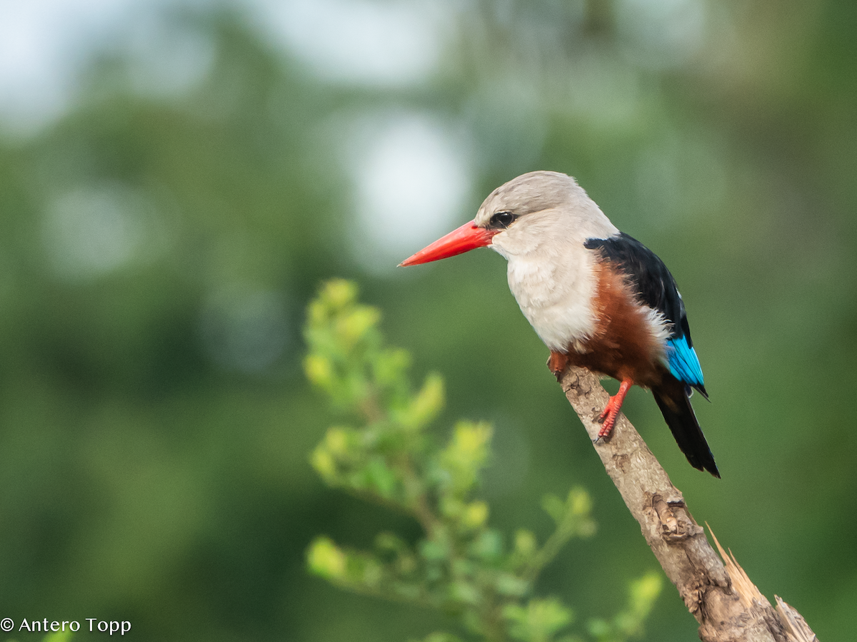 Martin-chasseur à tête grise - ML645097423