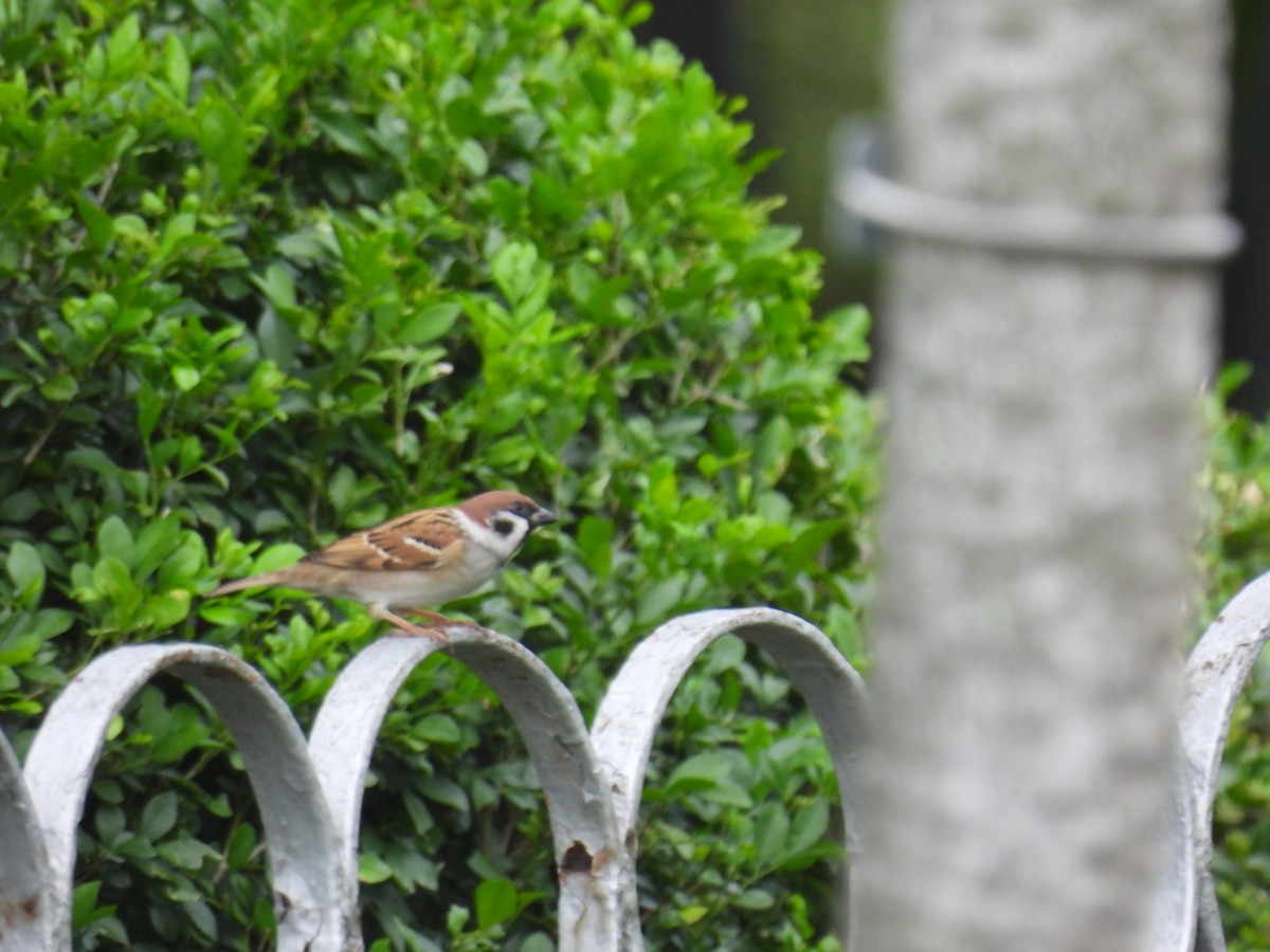 Ağaç Serçesi - ML645097431