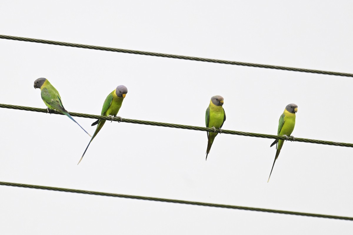 Plum-headed Parakeet - ML645097446