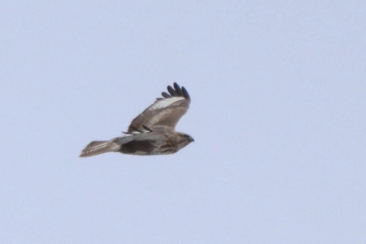 Upland Buzzard - ML645097453
