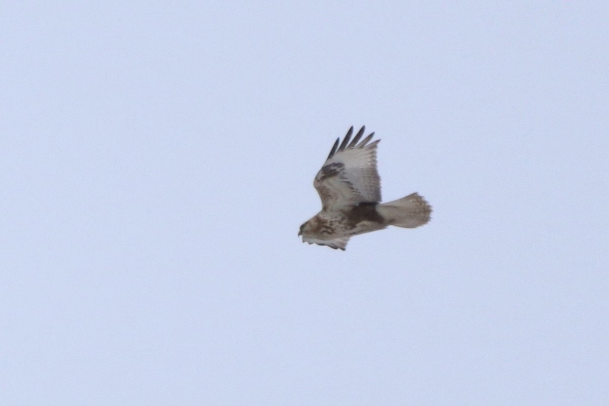 Upland Buzzard - ML645097454
