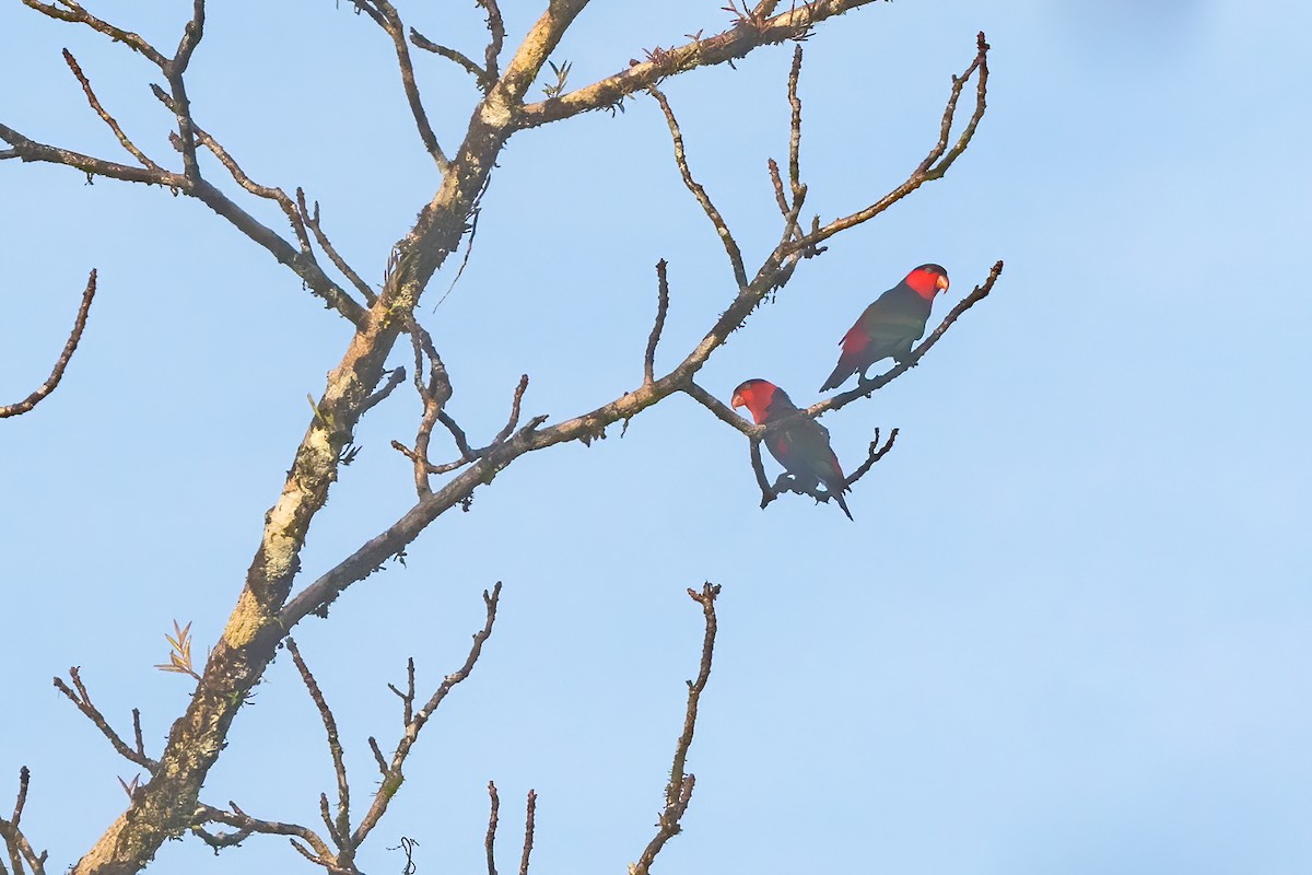オトメズグロインコ - ML645097462