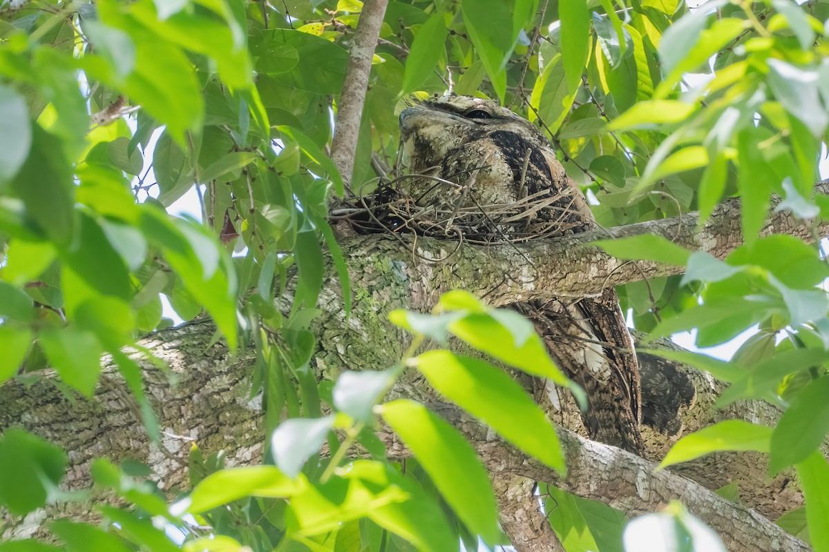 kjempefroskemunn - ML645097479