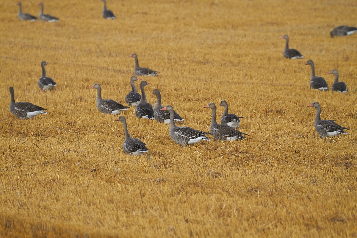 Серый гусь - ML645097482