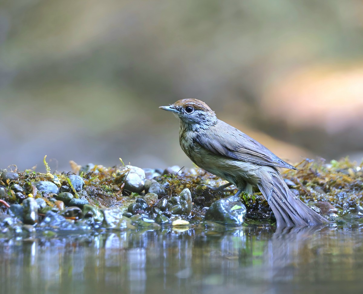 Eurasian Blackcap - ML645097500