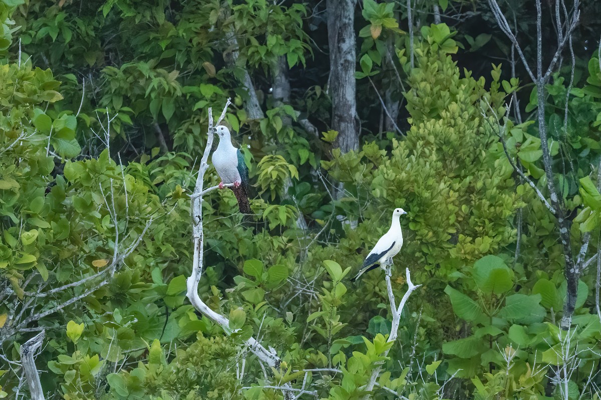 Пінон смарагдовий - ML645097523
