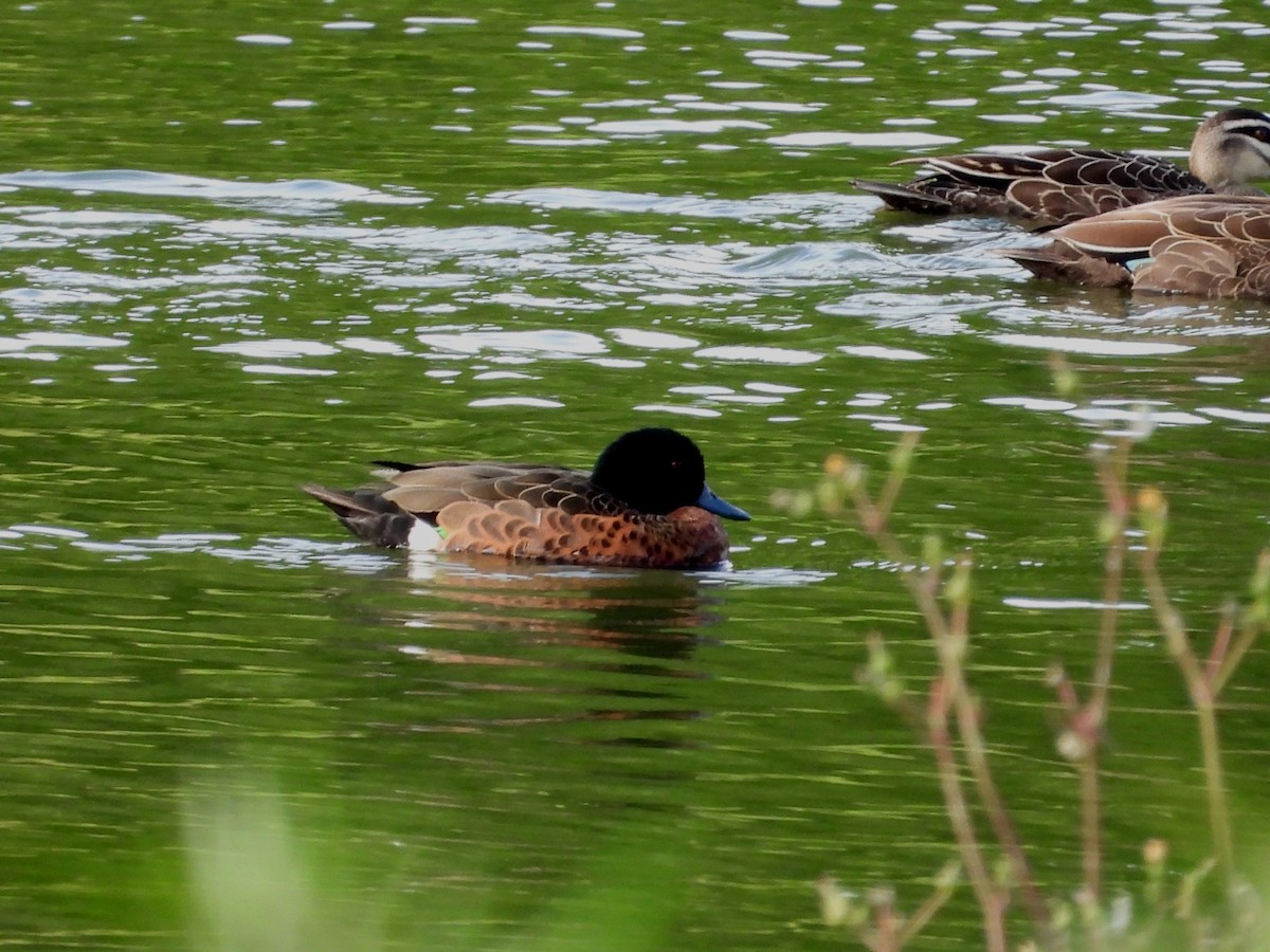 Chestnut Teal - ML645097525