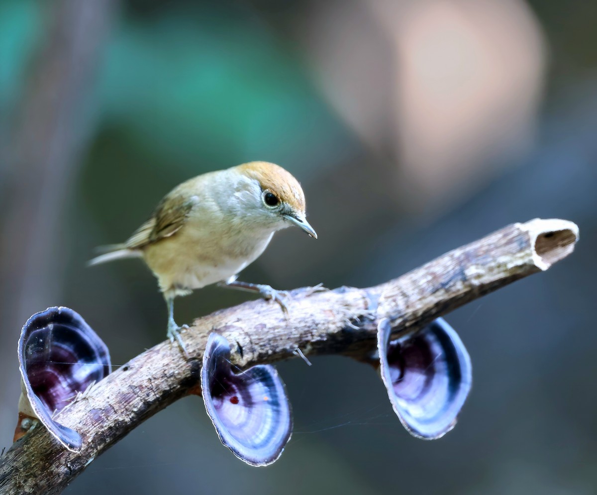 Eurasian Blackcap - ML645097538