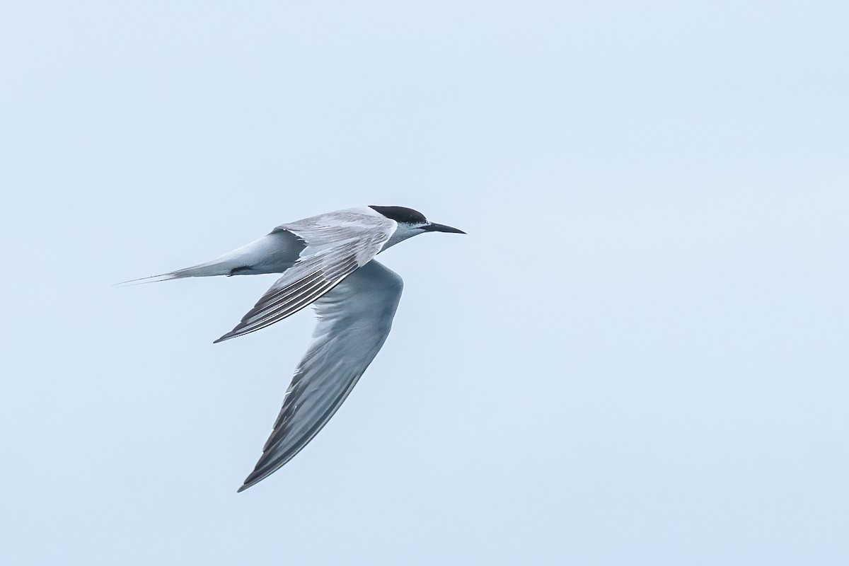 rybák obecný (ssp. longipennis) - ML645097555