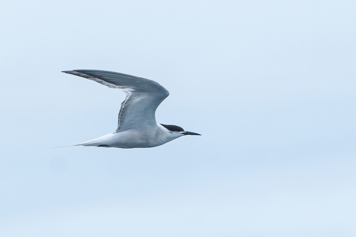 rybák obecný (ssp. longipennis) - ML645097556
