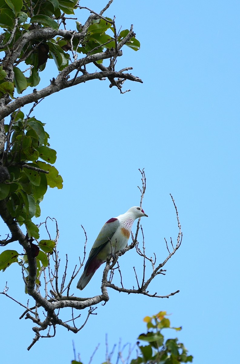 holub mnohobarvý - ML645097574