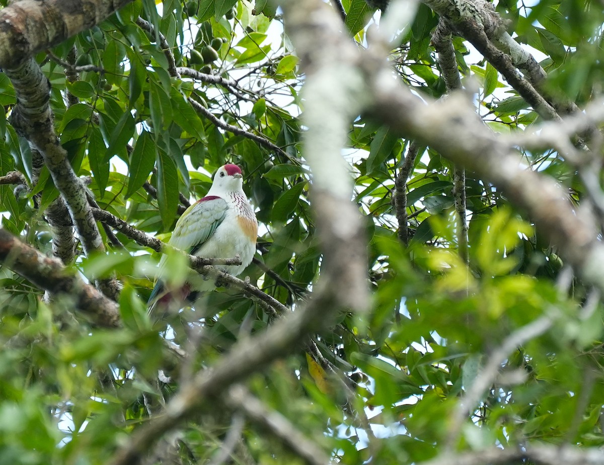 holub mnohobarvý - ML645097575