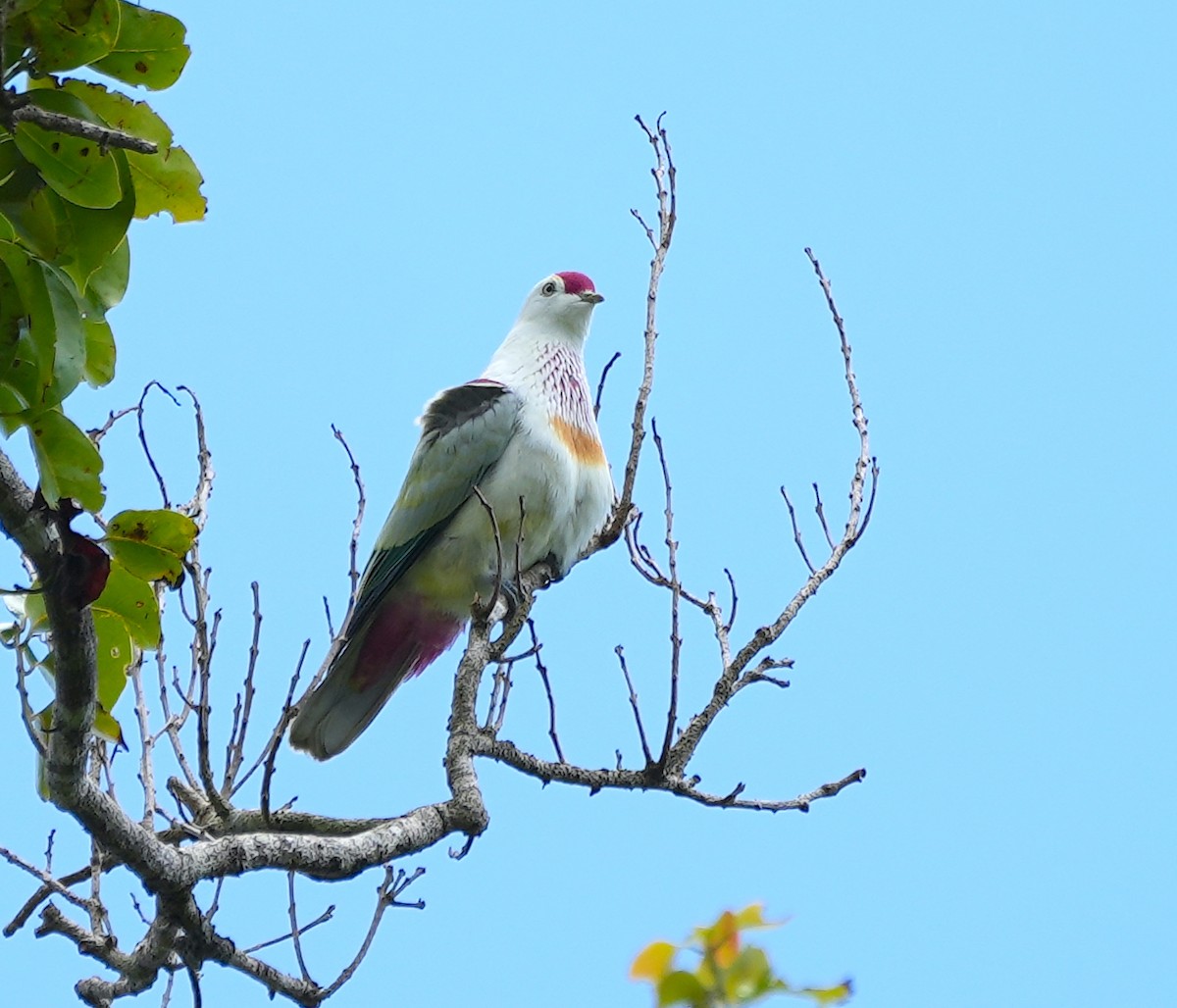 holub mnohobarvý - ML645097576