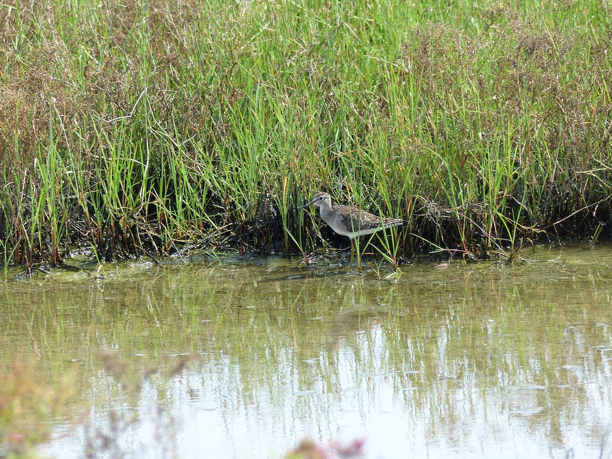 タカブシギ - ML645097577