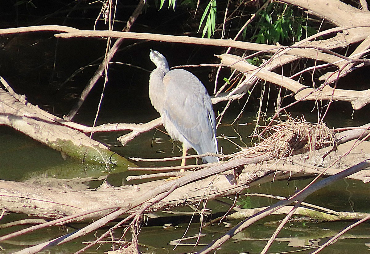 White-faced Heron - ML645097586