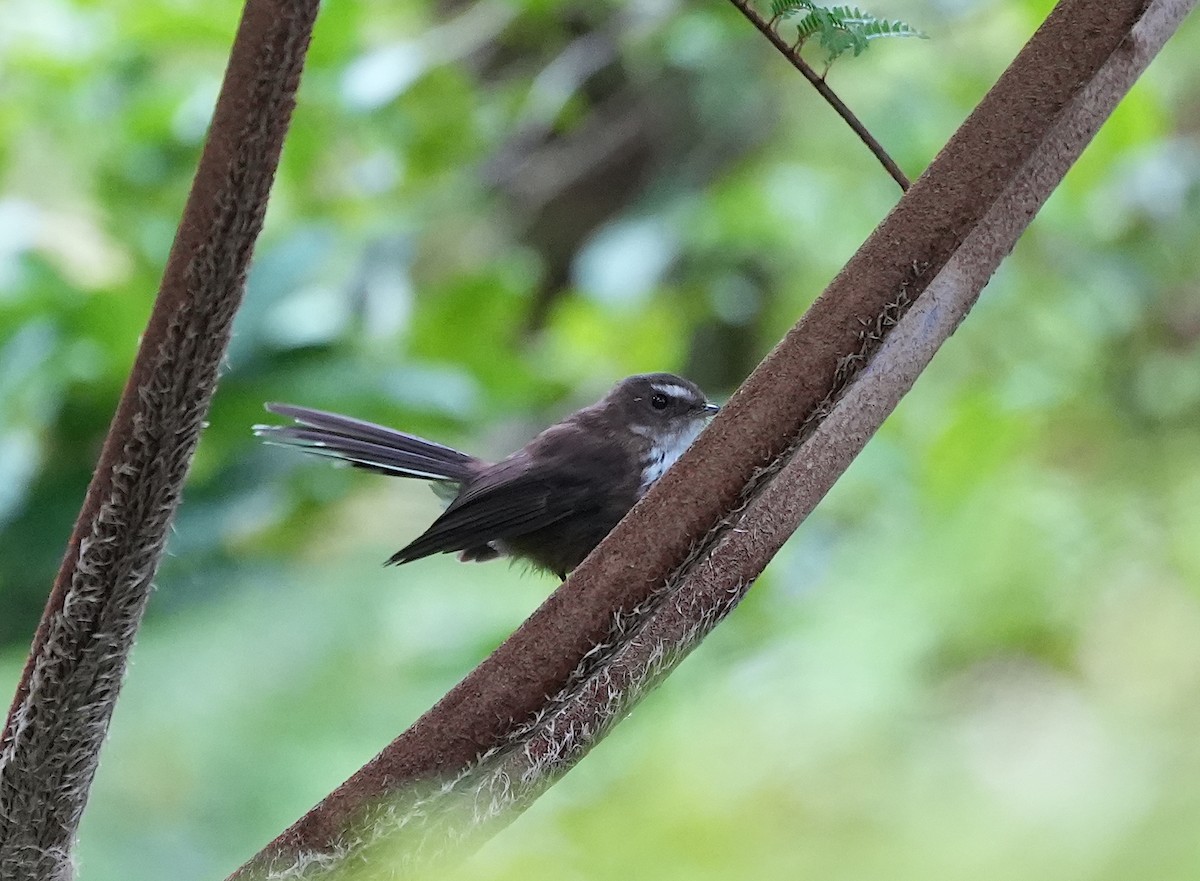 Fiji Streaked Fantail (Taveuni) - ML645097604
