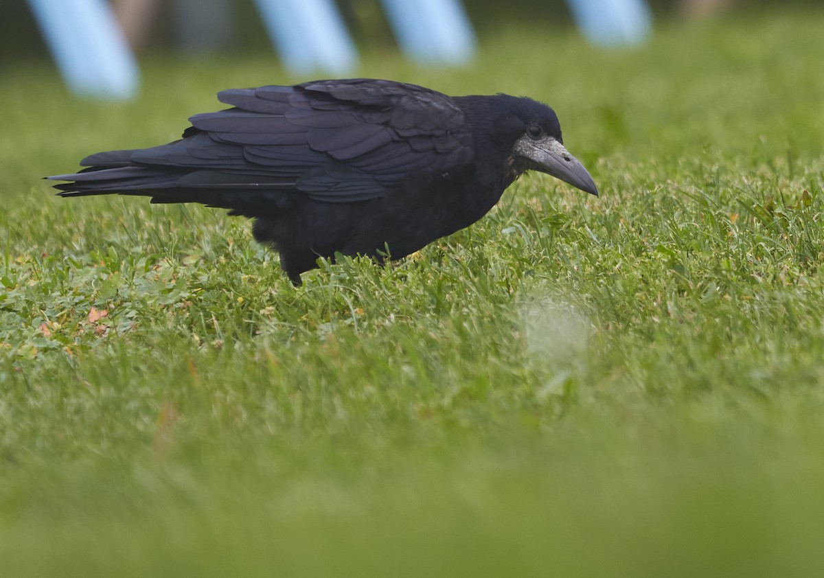 Ekin Kargası - ML645097622