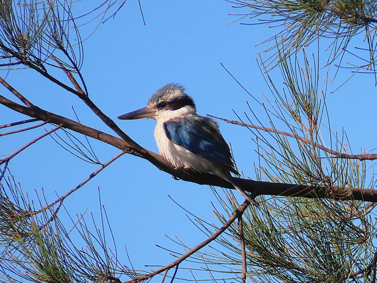 Rotbürzelliest - ML645097644