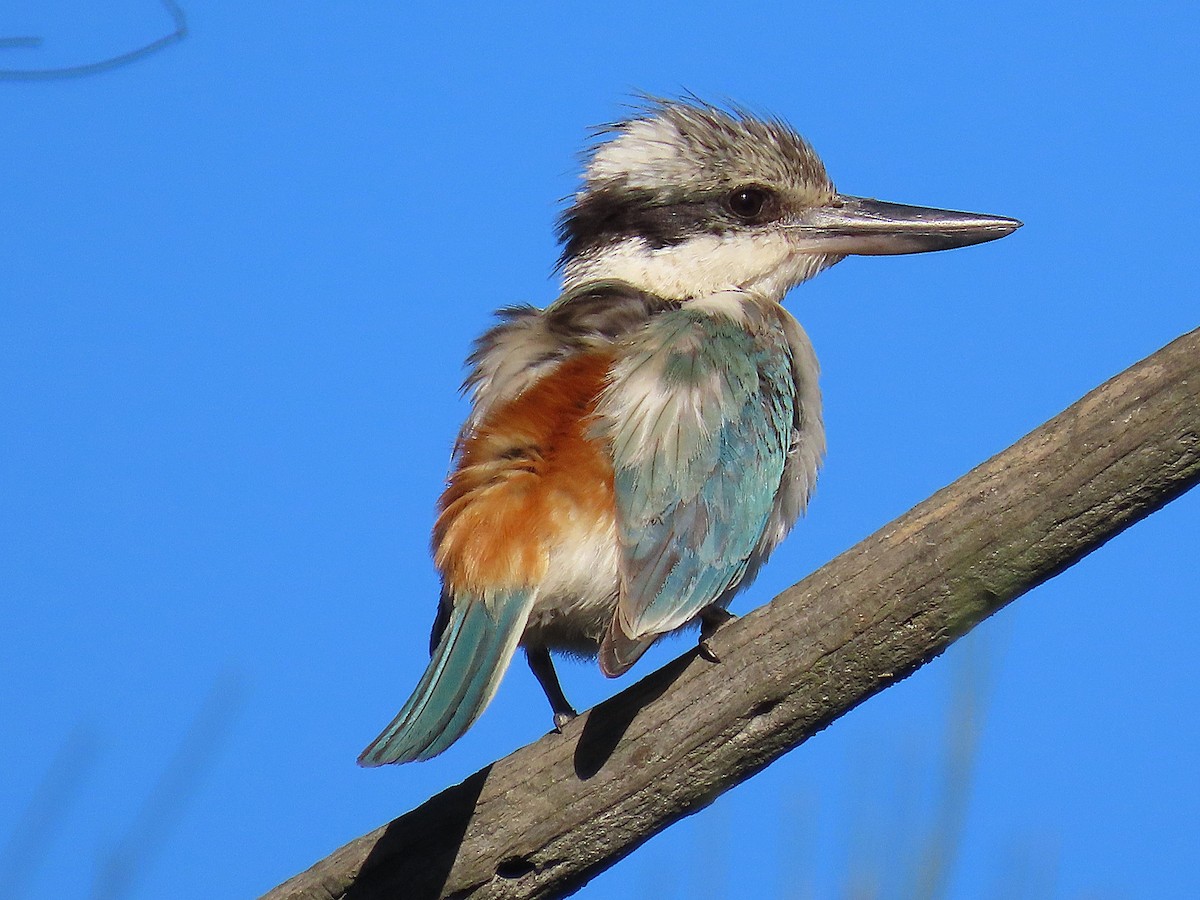 Rotbürzelliest - ML645097645