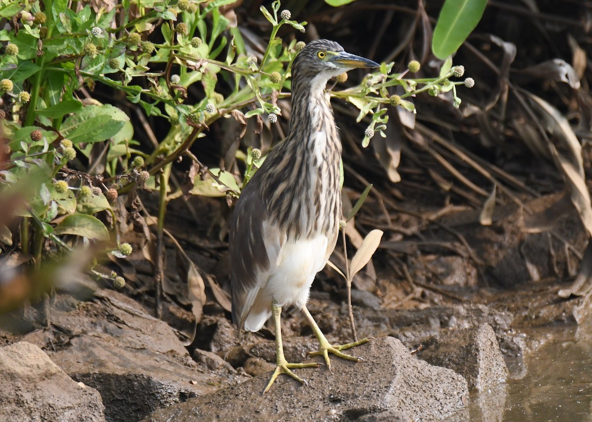 Indian Pond-Heron - ML645097647