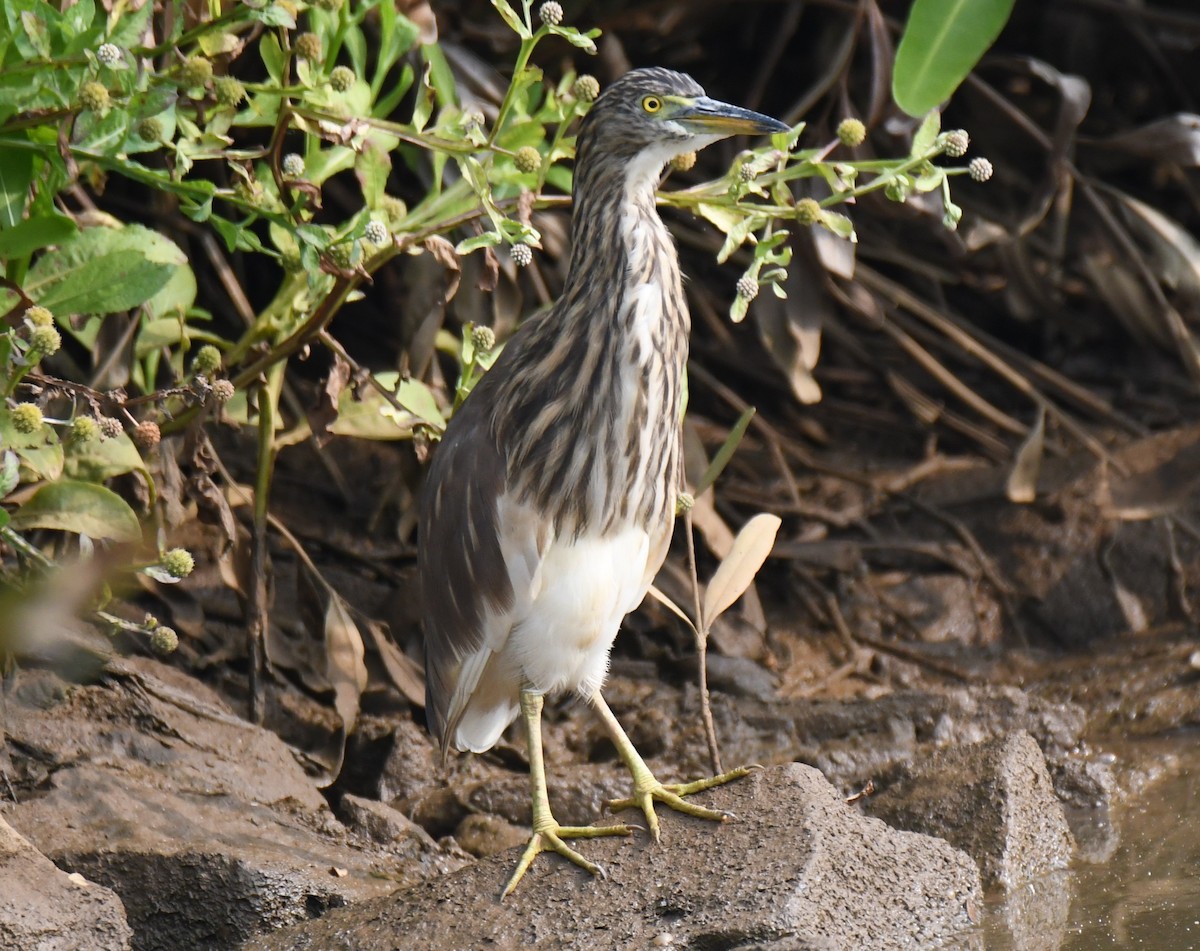 Indian Pond-Heron - ML645097651