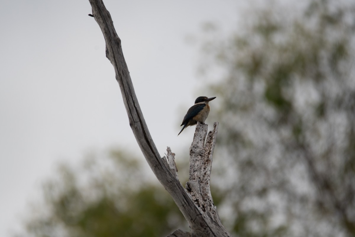 Sacred Kingfisher - ML645097687