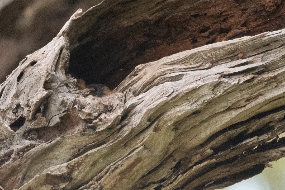 Eastern Rosella - ML645097688