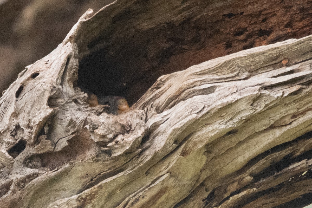 Eastern Rosella - ML645097689