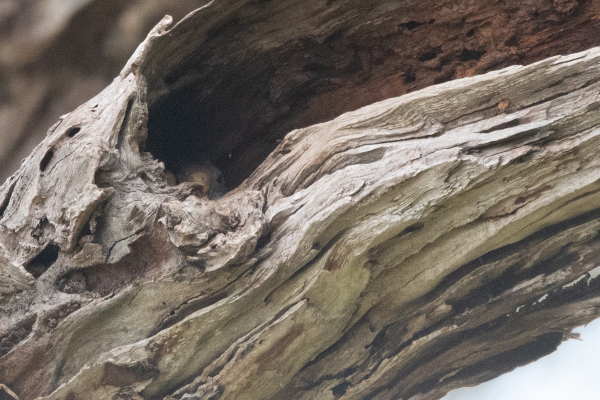 Eastern Rosella - ML645097690