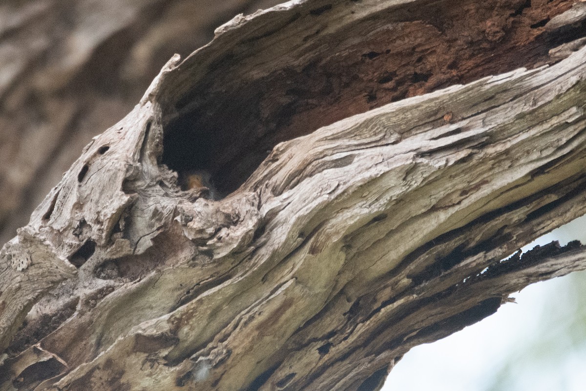 Eastern Rosella - ML645097691