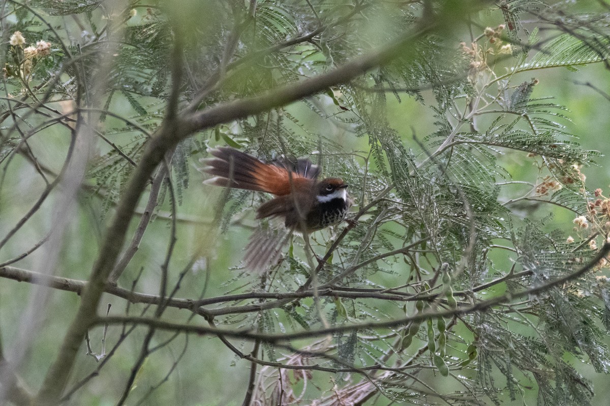 Australian Rufous Fantail - ML645097710