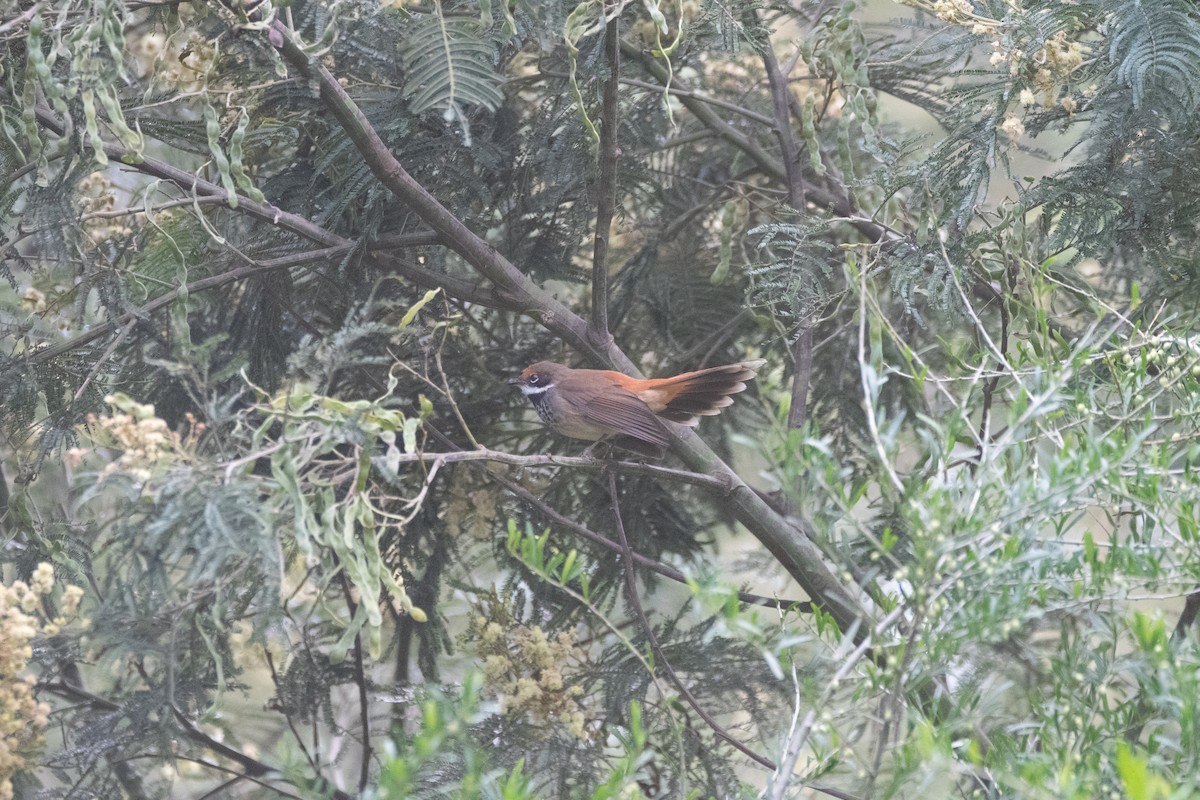 Australian Rufous Fantail - ML645097711