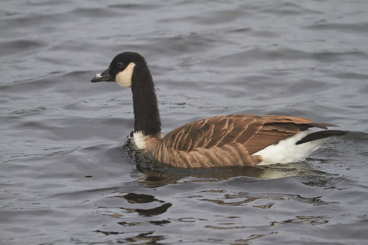 Barnacla Canadiense Grande - ML645097734