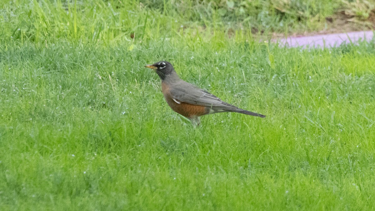 vandretrost - ML645097736