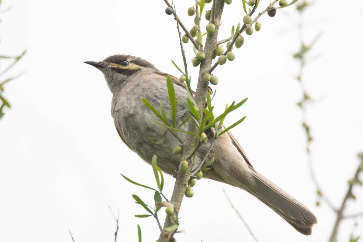 Yellow-faced Honeyeater - ML645097743