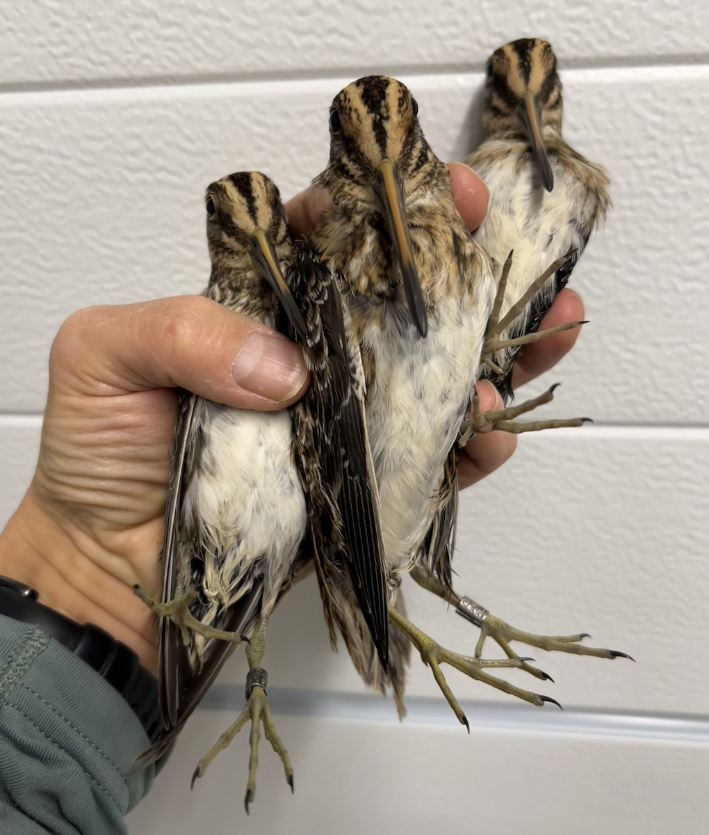 Jack Snipe - ML645097745