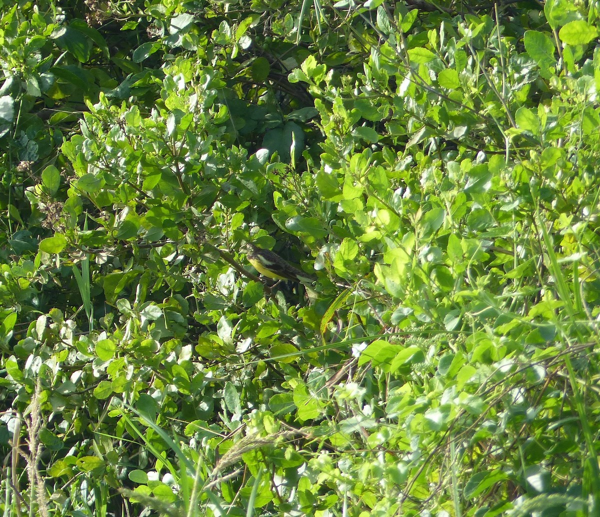 Вівсянка лучна - ML645097751