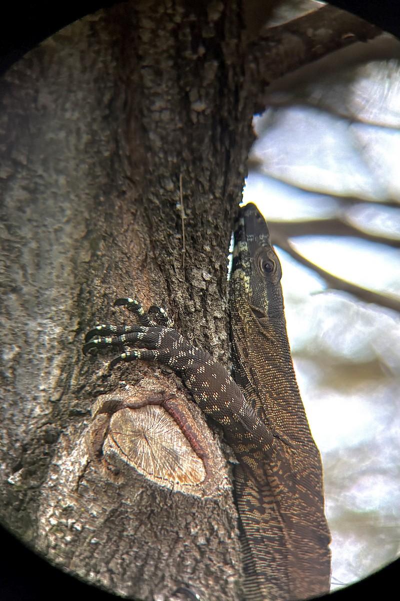 Lace Monitor - ML645097752