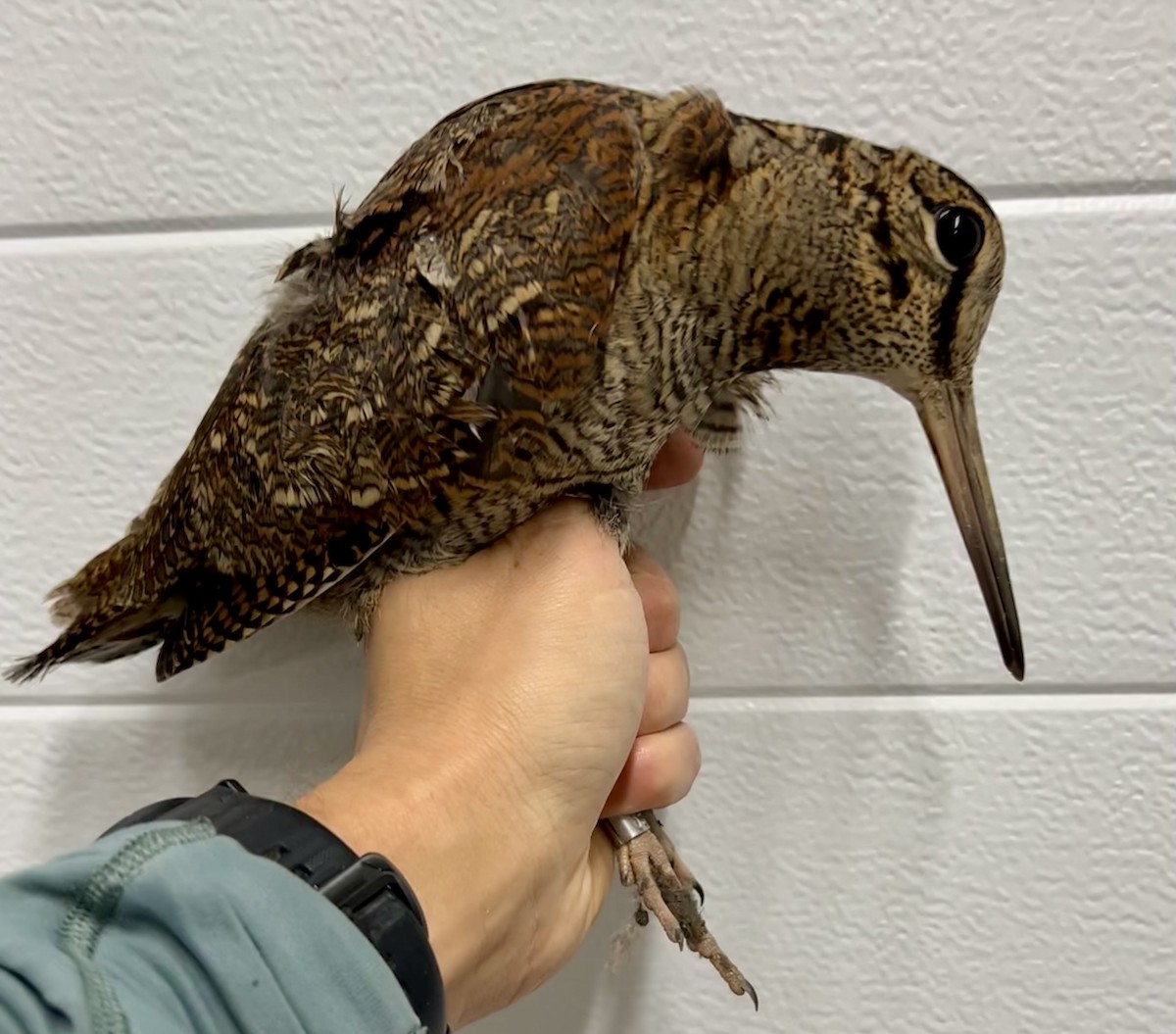 Eurasian Woodcock - ML645097759