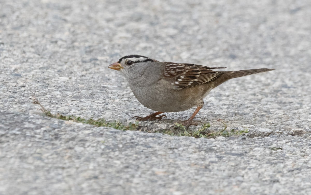 Porsuk Serçesi - ML645097773