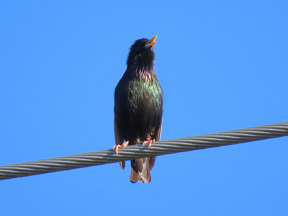 Шпак звичайний - ML645097781